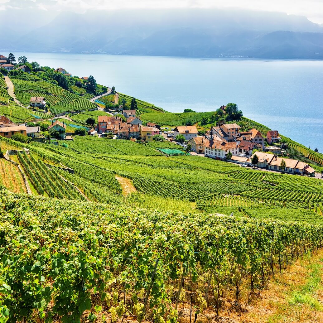 Vignoble du lavaux